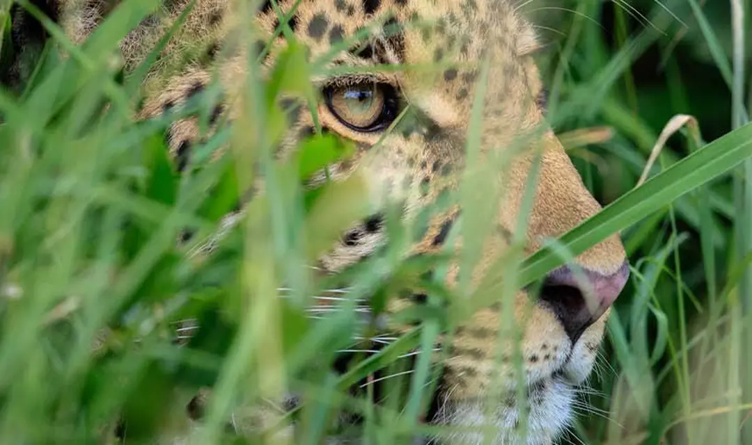 Leopard